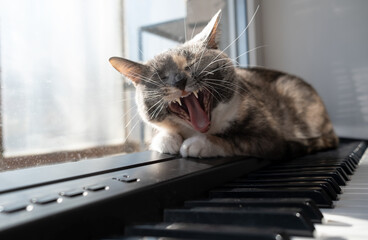 Funny cat lies on the piano with his eyes closed and yawns, as if singing, in the rays of the warm...