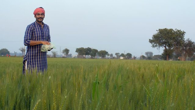 A middle-aged bearded farmer throwing insecticide / pesticide in his wheat field. An Indian villager in traditional clothes using urea in his wheat field - harmful chemical  toxic chemical in agric...