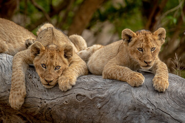 Naklejka na ściany i meble Lion cubs sitting on a fallen tree.