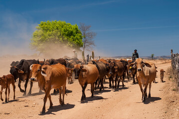 Livestock. Cattle being driven by dirt road in the semi-arid region of northeastern Brazil. Boa Ventura, Paraiba, Brazil on November 20, 2007.