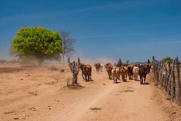 Livestock. Cattle being driven by dirt road in the semi-arid region of northeastern Brazil. Boa...