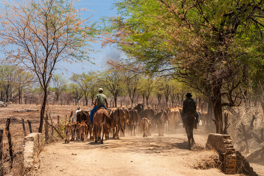 Livestock. Cattle being driven by dirt road in the semi-arid region of northeastern Brazil. Boa Ventura, Paraiba, Brazil on November 20, 2007.