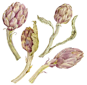 Watercolor artichoke - hand painted set. Dark red and green artichoke flowers. Edible buds isolated on the white background.