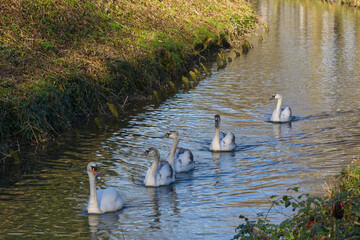 Family of Mute Swans coming in a line down river at Arundel, West Sussex, England