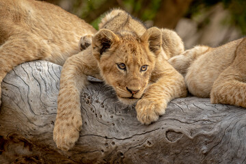 Lion cubs sitting on a fallen tree.