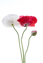 red poppies, white poppies and poppy buds on solid white background