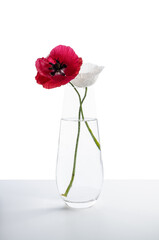 red poppies and white poppies in glass vase on solid white background