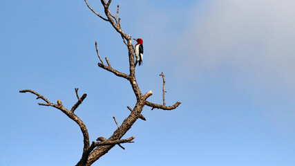 Red-headed woodpecker working on a dead tree trunk.