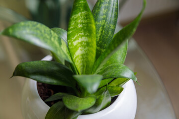 Juicy green ficus leaves in a flower pot. Home plant