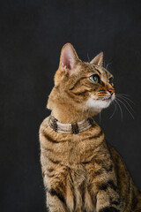 Obraz na płótnie Canvas Pretty cat wears jewelry. Fashion beauty tabby cat is wearing beads. Kitten in a necklace posing in a photo studio. Selective focus.