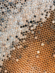 texture of honeycomb with honey bee larva.