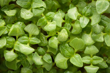 Basil sprouts macro shot top view with water drops