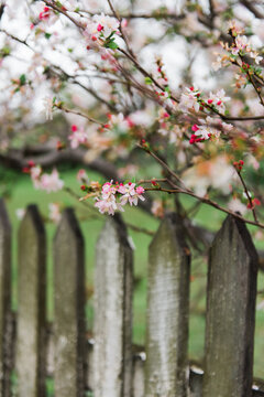 blossoms growing over old wooden fence