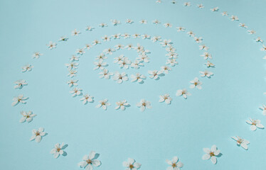 Creative sunlit layout of white plum flowers that makes spiral on pastel blue background. Minimal nature background. Spring pattern