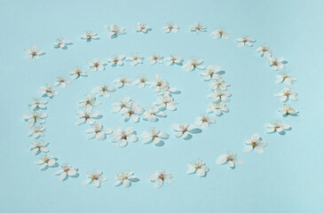 Creative sunlit layout of white plum flowers that makes spiral on pastel blue background. Minimal nature background. Spring pattern