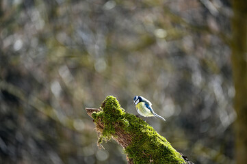 Blue tit bird  on old branch