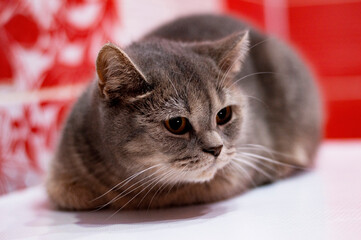 silver-blue chinchilla british cat lying