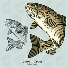 Brown Trout. Vector illustration with refined details and optimized stroke that allows the image to be used in small sizes (in packaging design, decoration, educational graphics, etc.)