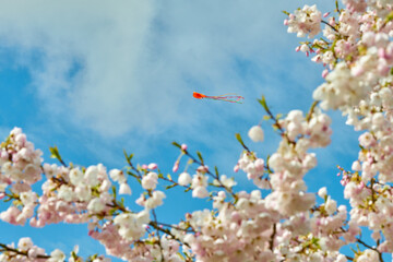 Cherry Blossoms and Kite. Cherry blossoms with a blue sky and flying kite in the background.

