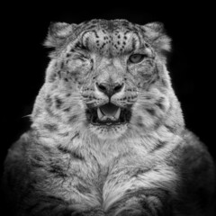 Obraz premium One-eyed snow leopard black and white portrait, front on. Beautiful big cat head shot in monochrome. 