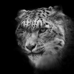 One-eyed snow leopard black and white portrait. Beautiful big cat head shot in monochrome. 