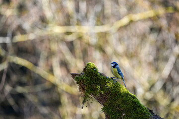 Blue tit - a songbird in the nature