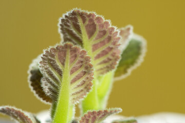 Fresh fluffy sprouts of Gloxinia in a flowerpot in spring. Pubescent leaves. Houseplants