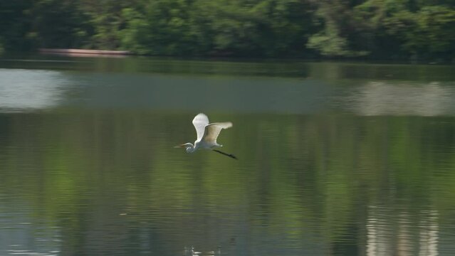 Great egret flying on the lake eating fish