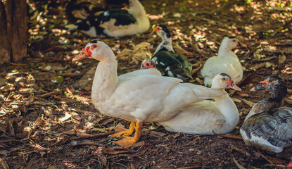 close up of white duck in florest