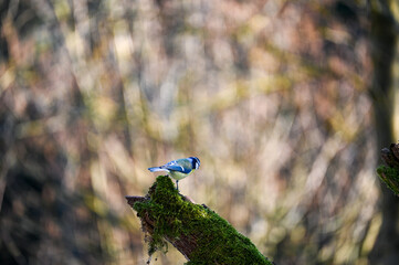 A blue tit  perches on an old branch