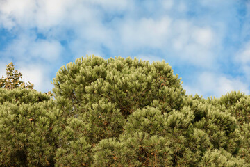 The background of clouds sky  a and tops of green fir-teree in summer. Template for ads about tourism, summer holidays.