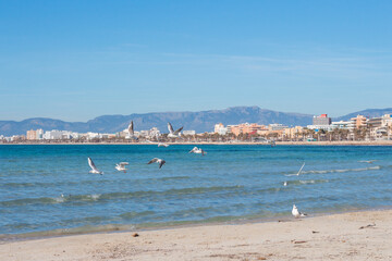 Seagulls, sea and beach at the coast of Arenal, Majorca, Spain