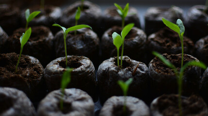 Tomato seedlings in a pot