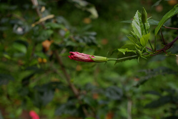red berries of a plant