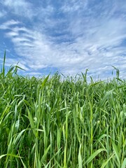corn field and sky