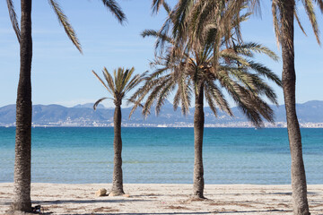 Palms at the beach of Arenal, Majorca, Spain