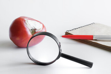 Rotten and moldy red tomato next to magnifying glass, notepad and pen. Concept of the study of...