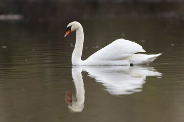 Mute Swan Cygnus olor swimming on a pond