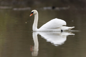 Obraz premium Mute Swan Cygnus olor swimming on a pond