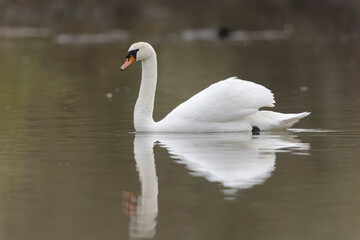 Obraz premium Mute Swan Cygnus olor swimming on a pond