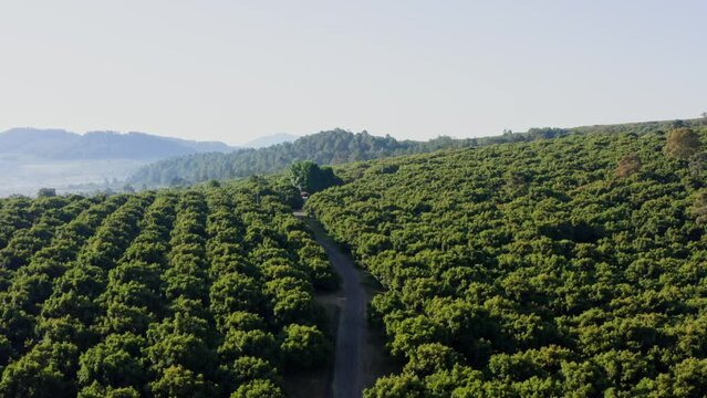DRONE: FLY OVER AVOCADO FARMS IN MICHOACAN