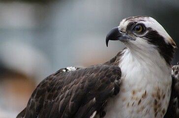 Osprey