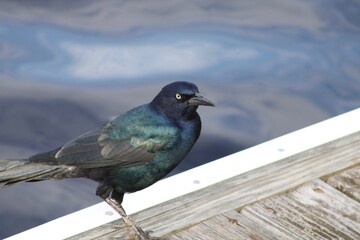 Bird