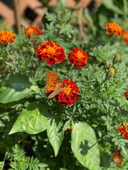 red and yellow flowers