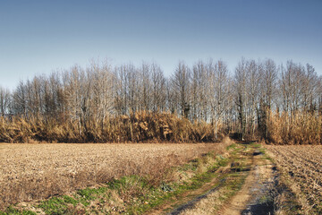 arbre, nature, paysage, campagne, champ, rural, chêne, orme, hêtre, pin, automnal, forêt