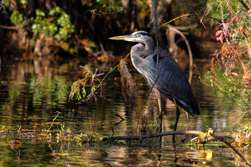 Great Blue Heron