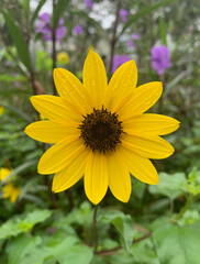 Beach Sunflower