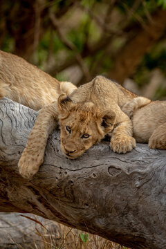 Lion cubs sitting on a fallen tree.
