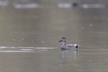 Gadwall Mareca Anas strepera swimming on a lake