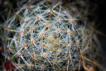 Close up picture of Mammilaria